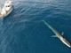 Turismo marino, al via il corso per 'avvistatore di balene': l'iniziativa è organizzato dalla fondazione 'Cima' e dalla Regione