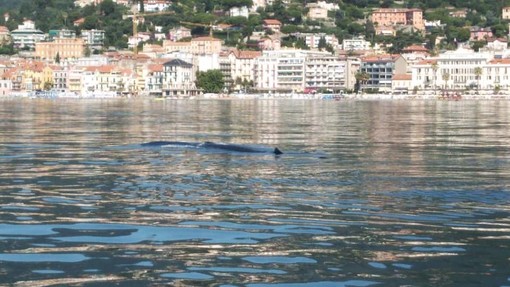 La balenottera Codamozza continua il suo viaggio nel Mar Ligure: affascina Alassio e fa rotta verso l'imperiese (video)