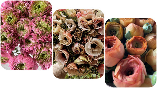 Biancheri Creazioni di Camporosso alla International Floriculture Trade Fair Biancheri Creazioni di Camporosso alla International Floriculture Trade Fair