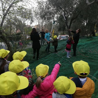 200 bambini di San Bartolomeo al Mare con l'abbacchiatore in mano per la raccolta delle olive