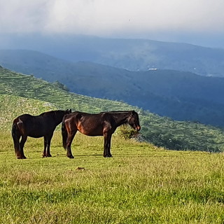 Sui sentieri dell'entroterra ligure di Ponente e sulle Alpi, settimane ricche di escursioni con "Monesi Young" da domani a mercoledì Sui sentieri dell'entroterra ligure di Ponente e sulle Alpi, settimane ricche di escursioni con "Monesi Young" da domani a mercoledì