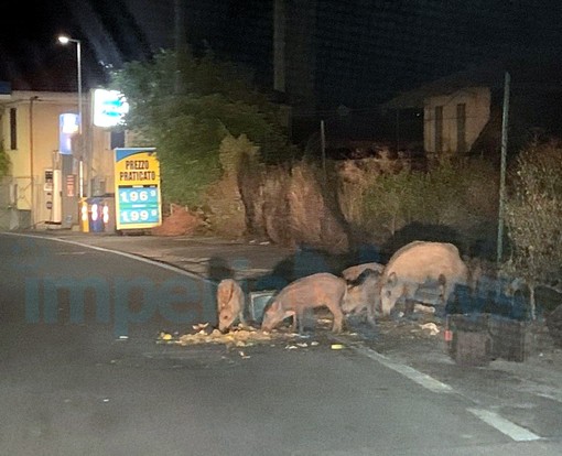Imperia: nella zona di Caramagna alcuni cinghiali rovesciano i mastelli e cenano con i rifiuti (Foto e Video)