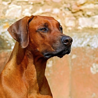 Imperia: dal 1 luglio maggiori sanzioni per chi non raccoglie le feci dei propri cani. Scajola: "Pubblicheremo i nomi degli incivili" Imperia: dal 1 luglio maggiori sanzioni per chi non raccoglie le feci dei propri cani. Scajola: "Pubblicheremo i nomi degli incivili"