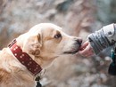 Tutela e responsabilità, partito in Val Tanaro il progetto di educazione per il benessere dei cani Tutela e responsabilità, partito in Val Tanaro il progetto di educazione per il benessere dei cani