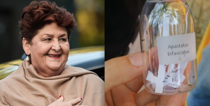 Cimice asiatica: 80 milioni di euro nella Legge di Bilancio 2020 per le aziende danneggiate dall’insetto (Foto) Cimice asiatica: 80 milioni di euro nella Legge di Bilancio 2020 per le aziende danneggiate dall’insetto (Foto)