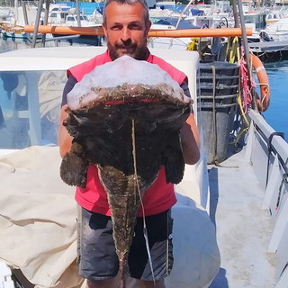 Diano Marina: una 'Coda di Rospo' catturata al largo da Federico Martino, pesa ben 27 Kg (Foto)