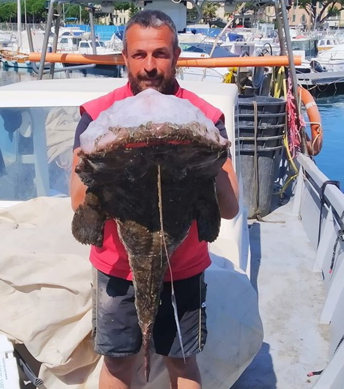 Diano Marina: una 'Coda di Rospo' catturata al largo da Federico Martino, pesa ben 27 Kg (Foto)