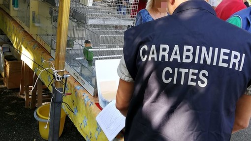 Operazione “L’Anello Mancante”: sequestrati dai Carabinieri Forestali oltre 2.500 esemplari e denunciate 104 persone