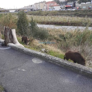 Cinghiali: Coldiretti “Urgente una soluzione per tutelare i contadini e regolarizzare la filiera delle carni” Cinghiali: Coldiretti “Urgente una soluzione per tutelare i contadini e regolarizzare la filiera delle carni”
