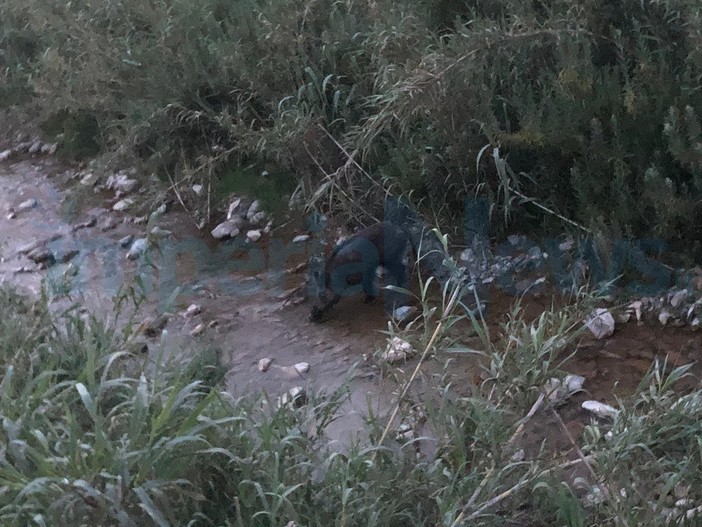 San Lorenzo al Mare: cinghiale di grosse dimensioni sul greto del torrente a pochi metri dalle abitazioni (Foto) San Lorenzo al Mare: cinghiale di grosse dimensioni sul greto del torrente a pochi metri dalle abitazioni (Foto)