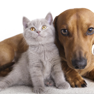 Coronavirus e animali da compagnia: facciamo chiarezza con l'intervento dell'Oipa Coronavirus e animali da compagnia: facciamo chiarezza con l'intervento dell'Oipa