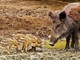 Peste suina, arriva l'ordinanza: in Liguria e Piemonte vietati caccia, trekking e la raccolta di funghi e tartufi Peste suina, arriva l'ordinanza: in Liguria e Piemonte vietati caccia, trekking e la raccolta di funghi e tartufi