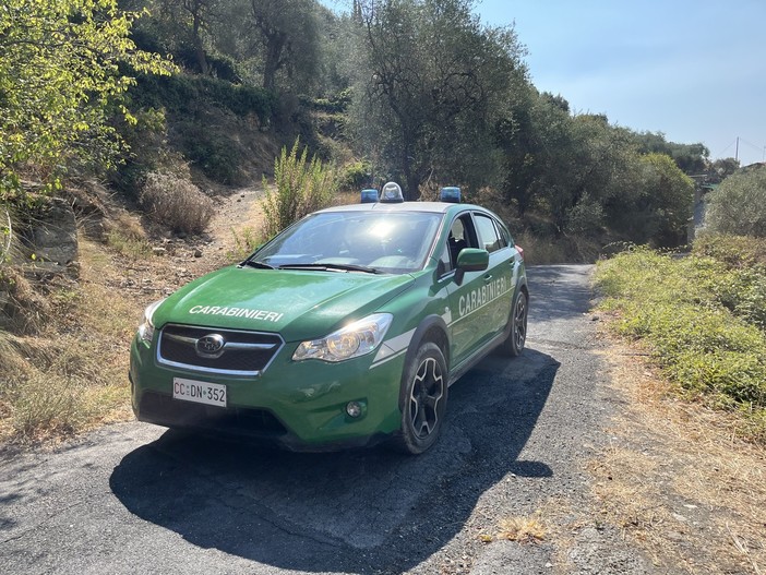 Traffico illecito di cani da caccia in Liguria e Piemonte: gli animali finivano anche nella nostra provincia Traffico illecito di cani da caccia in Liguria e Piemonte: gli animali finivano anche nella nostra provincia