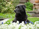EUROFLORA 2022: Rarità e Bellezza per tutta la famiglia, cane compreso EUROFLORA 2022: Rarità e Bellezza per tutta la famiglia, cane compreso