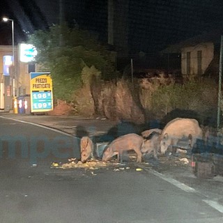 Imperia: nella zona di Caramagna alcuni cinghiali rovesciano i mastelli e cenano con i rifiuti (Foto e Video)