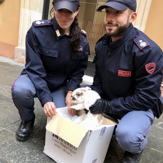 Imperia: coniglio salvato dalla Squadra Volante sulla strada per Piani, è già la mascotte della Questura (Foto)
