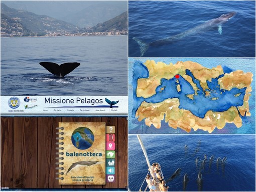 Le bellezze del mare sui banchi di scuola, nasce il progetto “Missione Pelagos, balene e delfini dei nostri mari”