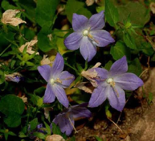 La Campanula di Noli foto Archivio Moreschi Sanremo