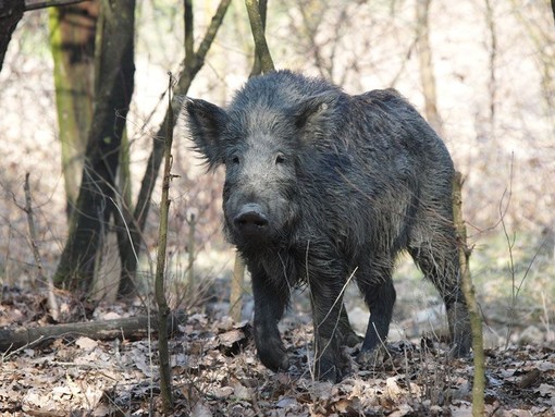 Peste suina, in corso le analisi sulle 6 carcasse ritrovate. Piana: &quot;Indispensabile abbattere i maiali negli allevamenti&quot;