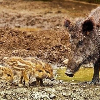 Peste suina, arriva l'ordinanza: in Liguria e Piemonte vietati caccia, trekking e la raccolta di funghi e tartufi