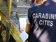 Operazione “L’Anello Mancante”: sequestrati dai Carabinieri Forestali oltre 2.500 esemplari e denunciate 104 persone