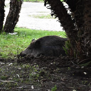 Cinghiali: bene storica sentenza della Corte Costituzionale, ma in Liguria necessarie misure straordinarie per contenere i numeri