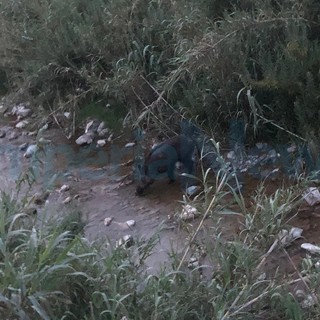San Lorenzo al Mare: cinghiale di grosse dimensioni sul greto del torrente a pochi metri dalle abitazioni (Foto)