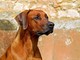 Imperia: dal 1 luglio maggiori sanzioni per chi non raccoglie le feci dei propri cani. Scajola: "Pubblicheremo i nomi degli incivili" Imperia: dal 1 luglio maggiori sanzioni per chi non raccoglie le feci dei propri cani. Scajola: "Pubblicheremo i nomi degli incivili"