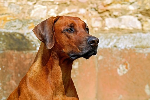 Imperia: dal 1 luglio maggiori sanzioni per chi non raccoglie le feci dei propri cani. Scajola: "Pubblicheremo i nomi degli incivili" Imperia: dal 1 luglio maggiori sanzioni per chi non raccoglie le feci dei propri cani. Scajola: "Pubblicheremo i nomi degli incivili"