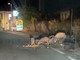 Imperia: nella zona di Caramagna alcuni cinghiali rovesciano i mastelli e cenano con i rifiuti (Foto e Video)