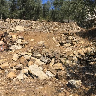 Cinghiali, situazione insostenibile: numero fuori controllo, continuano ad arrecare ingenti danni Cinghiali, situazione insostenibile: numero fuori controllo, continuano ad arrecare ingenti danni