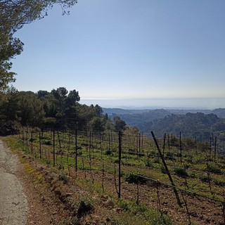 Diano Arentino: lunedì trekYoga tra boschi di roverella e maestosi uliveti Diano Arentino: lunedì trekYoga tra boschi di roverella e maestosi uliveti