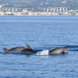 Un anno record di avvistamenti e il mar Ligure si riconferma la culla dei cetacei