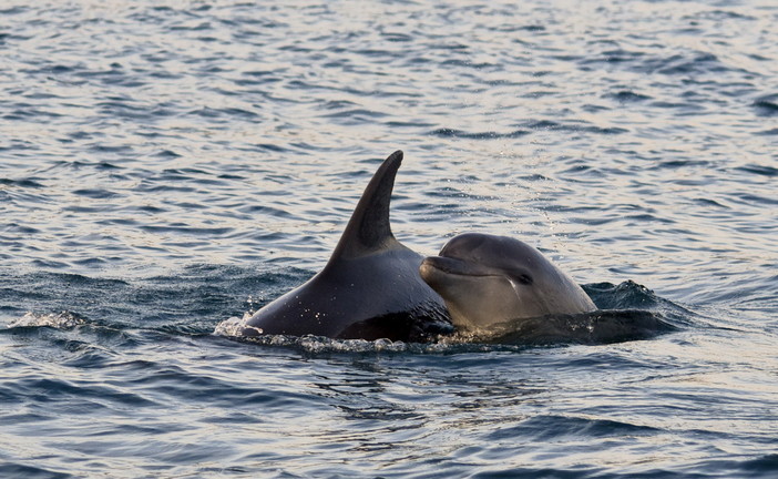 Nuovo appuntamento con il nostro mare organizzato dal Lions Club: “L’importanza del Ponente ligure per i cetacei”