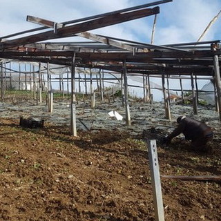 Furia del maltempo: la prima mappa dei danni all’agricoltura ligure, Coldiretti Liguria chiede l’immediato riconoscimento dello stato di calamità Furia del maltempo: la prima mappa dei danni all’agricoltura ligure, Coldiretti Liguria chiede l’immediato riconoscimento dello stato di calamità