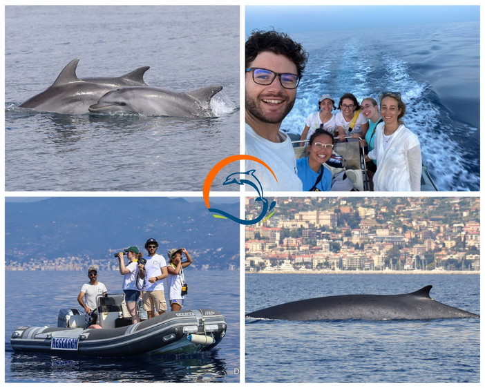 'Delfini del Ponente': il bilancio degli avvistamenti in provincia di Imperia nell'anno che sta per chiudere 'Delfini del Ponente': il bilancio degli avvistamenti in provincia di Imperia nell'anno che sta per chiudere