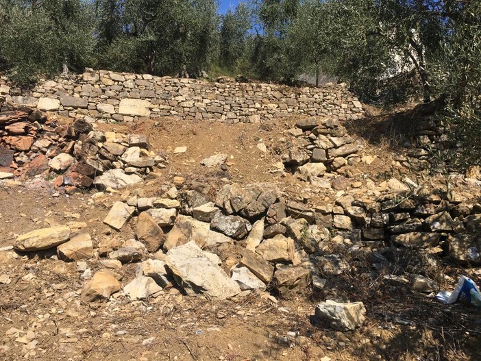 Cinghiali, situazione insostenibile: numero fuori controllo, continuano ad arrecare ingenti danni