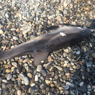 Cucciolo di delfino trovato morto al largo di Viareggio: preoccupazione nel Santuario Pelagos per un virus