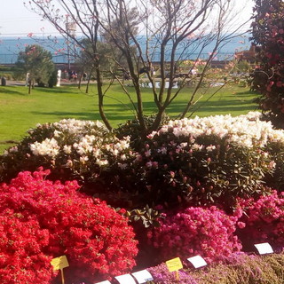 Made in Italy: dati Istat in occasione di Euroflora, Coldiretti con 832 milioni record export piante e fiori