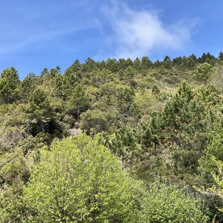 Danni da fauna selvatica, il vice presidente Piana: “Nuovi criteri e indennizzi al 100% dei capi predati”