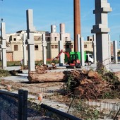 LETTERA AL DIRETTORE. Bosco urbano o motoseghe? Il caso Ferriere e la coerenza che manca