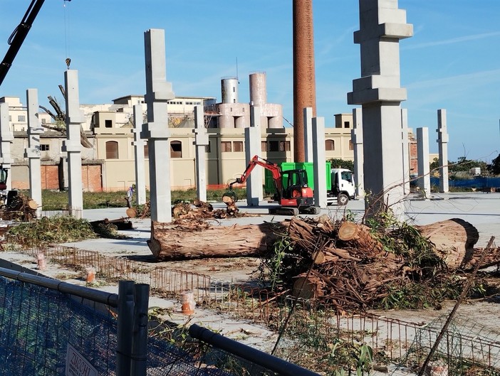 LETTERA AL DIRETTORE. Bosco urbano o motoseghe? Il caso Ferriere e la coerenza che manca