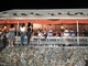 Brutale aggressione fuori dalla discoteca: tre arresti per il tentato omicidio di un giovane Brutale aggressione fuori dalla discoteca: tre arresti per il tentato omicidio di un giovane