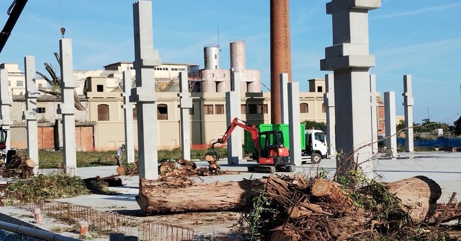 LETTERA AL DIRETTORE. Bosco urbano o motoseghe? Il caso Ferriere e la coerenza che manca