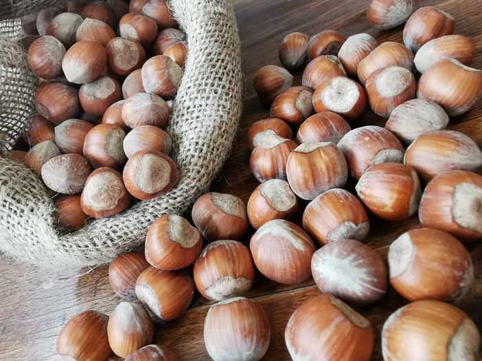 Dalla provincia di Cuneo: ecco il programma della Fiera Nazionale della Nocciola di Cortemilia Dalla provincia di Cuneo: ecco il programma della Fiera Nazionale della Nocciola di Cortemilia