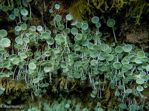 Cervo: la flora marina del mare di giugno nelle foto dell'alga 'ombrellina' scattate ieri da Marcello Nan Cervo: la flora marina del mare di giugno nelle foto dell'alga 'ombrellina' scattate ieri da Marcello Nan