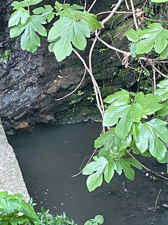 Fogna nel torrente a Montegrazie, sopralluogo di Imperia Rinasce: “Rivieracqua ha garantito un intervento” Fogna nel torrente a Montegrazie, sopralluogo di Imperia Rinasce: “Rivieracqua ha garantito un intervento”