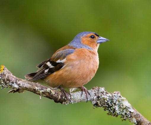 Il TAR Liguria annulla la delibera Bucci: stop alla caccia in deroga a fringuelli e storni protetti