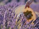 Festa delle Erbe e della Lavanda a Cosio d'Arroscia Festa delle Erbe e della Lavanda a Cosio d'Arroscia