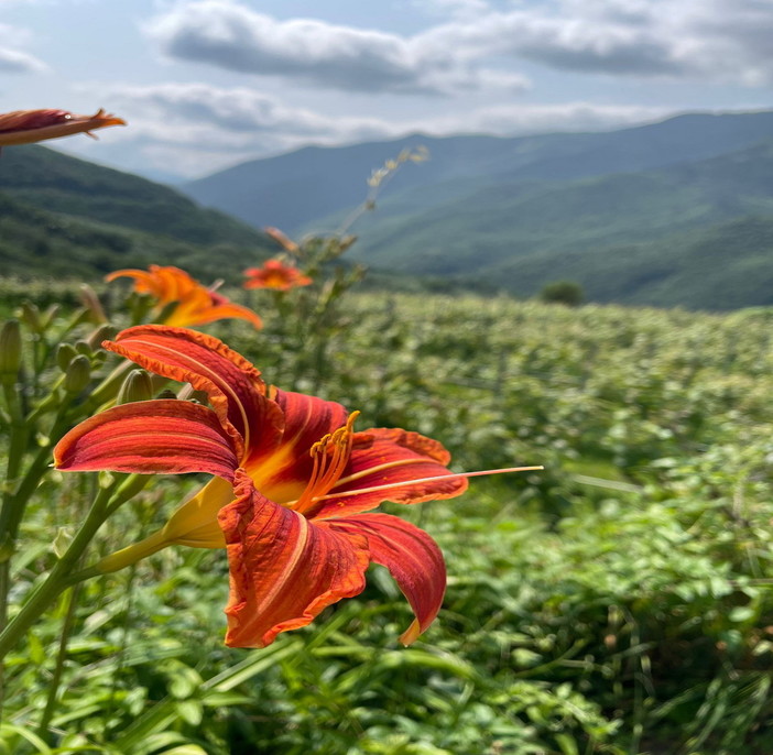 FAI un Giro in Vigna col Gruppo Giovani del FAI di Imperia